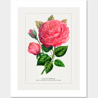 Pink rose, Anna De Diesbach lithograph (1900) Posters and Art